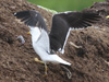 1cy fuscus in August, ringed in Finland. (81365 bytes)