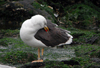 1cy fuscus in August, ringed in Finland. (81365 bytes)