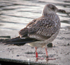 1cy fuscus in August, ringed in Finland. (81365 bytes)