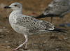 1cy fuscus in August, ringed in Finland. (76723 bytes)