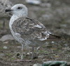 L. f. fuscus in July, ringed in Finland. (97367 bytes)