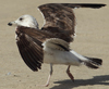 1cy fuscus in August, ringed in Finland. (81365 bytes)