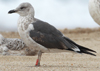 1cy fuscus in August, ringed in Finland. (81365 bytes)