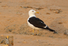 1cy fuscus in August, ringed in Finland. (81365 bytes)