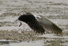 1cy fuscus in August, ringed in Finland. (81365 bytes)