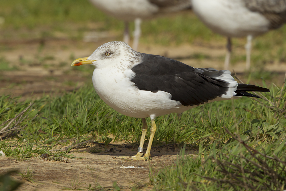 Larus fuscus