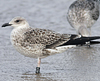 1cy fuscus in August, ringed in Finland. (81365 bytes)