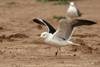 1cy fuscus in August, ringed in Finland. (81365 bytes)