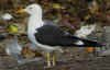 adult fuscus in July, ringed in Finland. (80753 bytes)