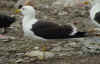 adult fuscus in July, ringed in Finland. (70961 bytes)