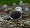 adult fuscus in July, ringed in Finland. (79499 bytes)