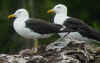 adult fuscus in July, ringed in Finland. (73097 bytes)
