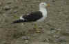 adult fuscus in July, ringed in Finland. (86444 bytes)