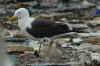 adult fuscus in July, ringed in Finland. (70191 bytes)