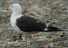 adult fuscus in July, ringed in Finland. (78214 bytes)