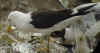 adult fuscus in July, ringed in Finland. (62196 bytes)