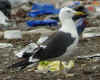 adult fuscus in July, ringed in Finland. (89308 bytes)