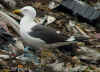adult fuscus in July, ringed in Finland. (82395 bytes)