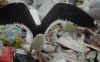 adult fuscus in July, ringed in Finland. (78831 bytes)