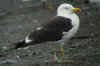 adult fuscus in July, ringed in Finland. (77579 bytes)