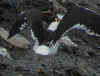 adult fuscus in July, ringed in Finland. (85922 bytes)