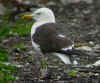 adult fuscus in July, ringed in Finland. (120703 bytes)
