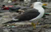 adult fuscus in July, ringed in Finland. (74561 bytes)