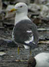 adult fuscus in July, ringed in Finland. (82306 bytes)