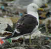 adult fuscus in July, ringed in Finland. (83713 bytes)