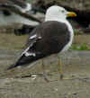 adult fuscus in July, ringed in Finland. (81952 bytes)