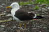 adult fuscus in July, ringed in Finland. (82121 bytes)