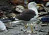 adult fuscus in July, ringed in Finland. (83706 bytes)