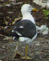 adult fuscus in July, ringed in Finland. (87924 bytes)