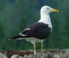 adult fuscus in July, ringed in Finland. (72520 bytes)