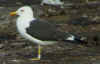 adult fuscus in July, ringed in Finland. (78397 bytes)