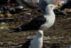 adult fuscus in July, ringed in Finland. (74955 bytes)