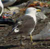 adult fuscus in July, ringed in Finland. (83647 bytes)