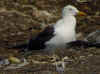 adult fuscus in July, ringed in Finland. (76841 bytes)