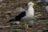 adult fuscus in July, ringed in Finland. (94539 bytes)