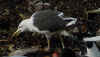 adult fuscus in July, ringed in Finland. (73692 bytes)