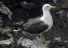 adult fuscus in July, ringed in Finland. (75526 bytes)