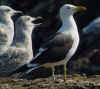 adult fuscus in July, ringed in Finland. (70746 bytes)