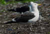 adult fuscus in July, ringed in Finland. (87927 bytes)