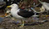 adult fuscus in July, ringed in Finland. (67687 bytes)