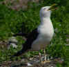 adult fuscus in July, ringed in Finland. (77034 bytes)