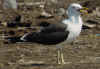 adult fuscus in July, ringed in Finland. (72236 bytes)