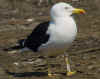 adult fuscus in July, ringed in Finland. (72175 bytes)