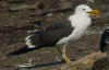 adult fuscus in July, ringed in Finland. (70975 bytes)