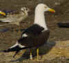 adult fuscus in July, ringed in Finland. (94775 bytes)