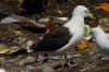 adult fuscus in July, ringed in Finland. (78383 bytes)